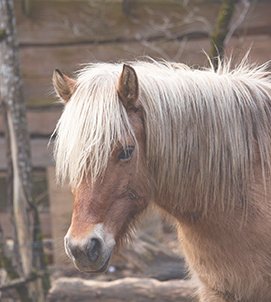 articoli pony