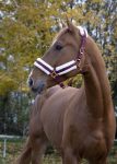 CAPEZZA NYLON CON AGNELLINO Capezze Nylon 