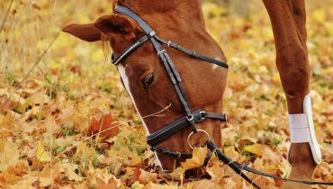 Passione trekking, tutto per il cavallo