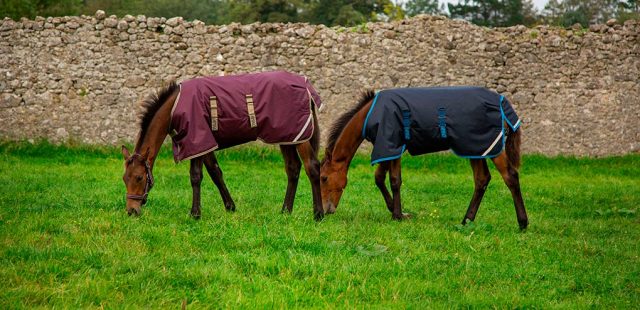 Le coperte per cavalli da usare in primavera