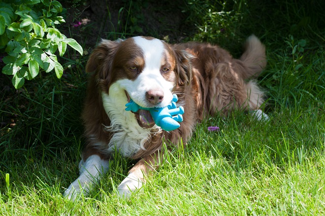 GIOCO PER CANE "HORSE"  