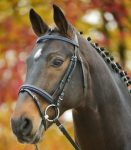 BRIGLIA CON STRASS COLORED Briglie 