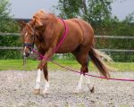 "STRETCHING AID"  IN POLIESTERE Chambon e Gogue 