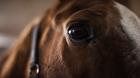 Cavallo vivace? Ecco qualche soluzione
