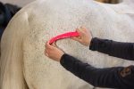 SPAZZOLA PER GROOMING INNOVATIVE Brusche & Spazzole 