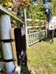 SPAZZOLA SCRUB/MASSAGE FAI DA TE Brusche & Spazzole 
