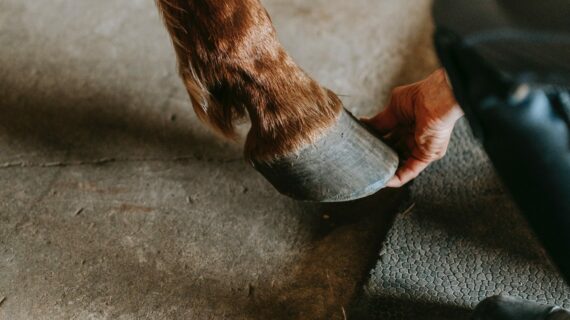 I 5 CUORI DEL CAVALLO