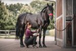 TOSATRICE WAHL "SUPERA HORSE CLIPPERS"  
