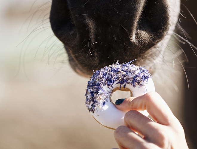 BISCOTTI GLASSATI DONUTS FIORDALISO BLU + ROSA CANINA CANDY HORSE  