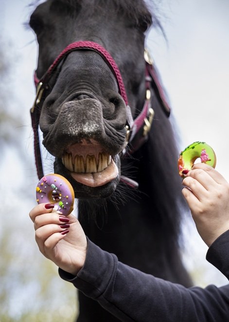 BISCOTTI GLASSATI DONUTS "STABLE PARTY" CANDY HORSE  